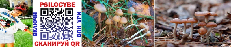 Галлюциногенные грибы Psilocybe Заречный